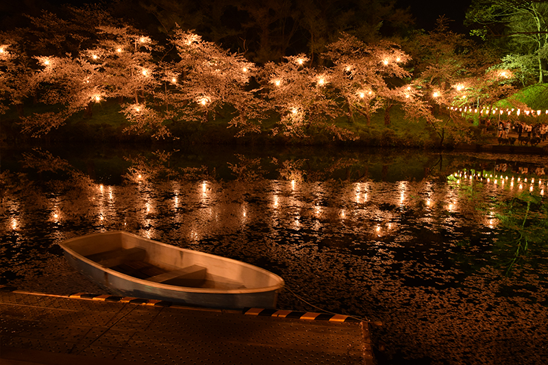 高田公園の夜桜