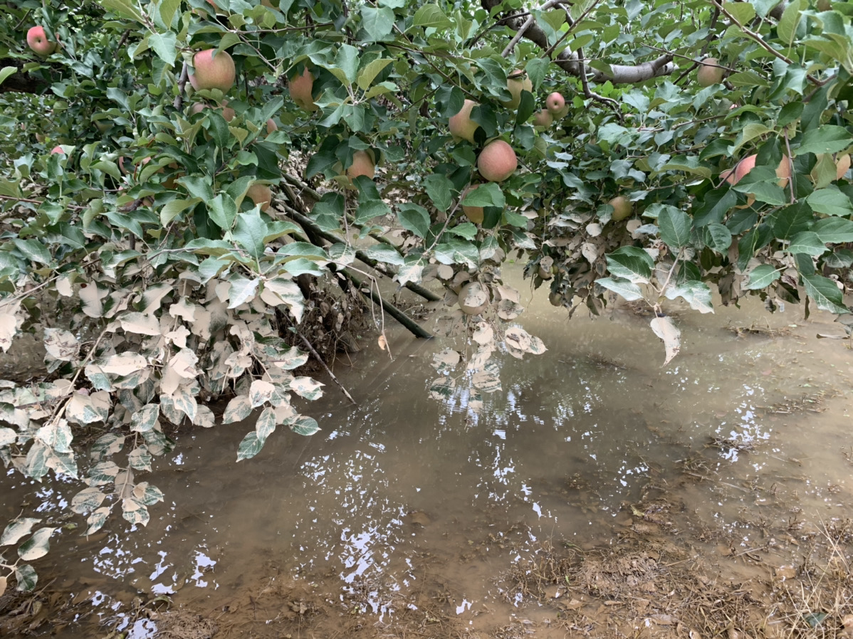2019年10月14日のりんご畑