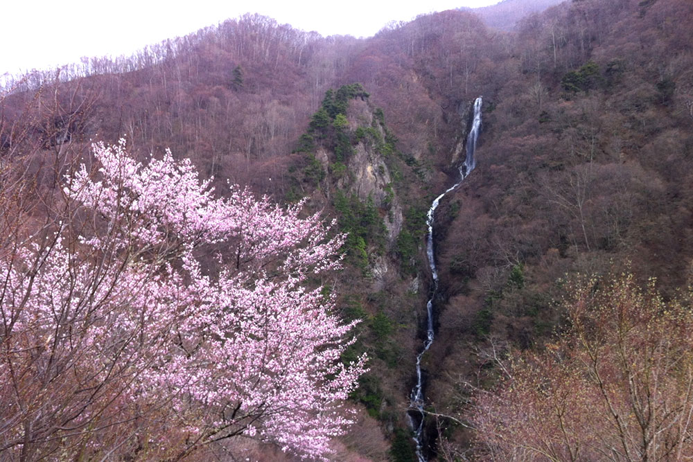 2012年の桜