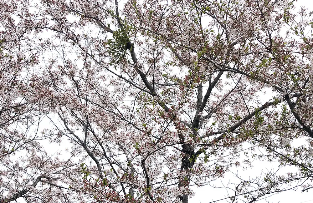 はや丸4ヶ月