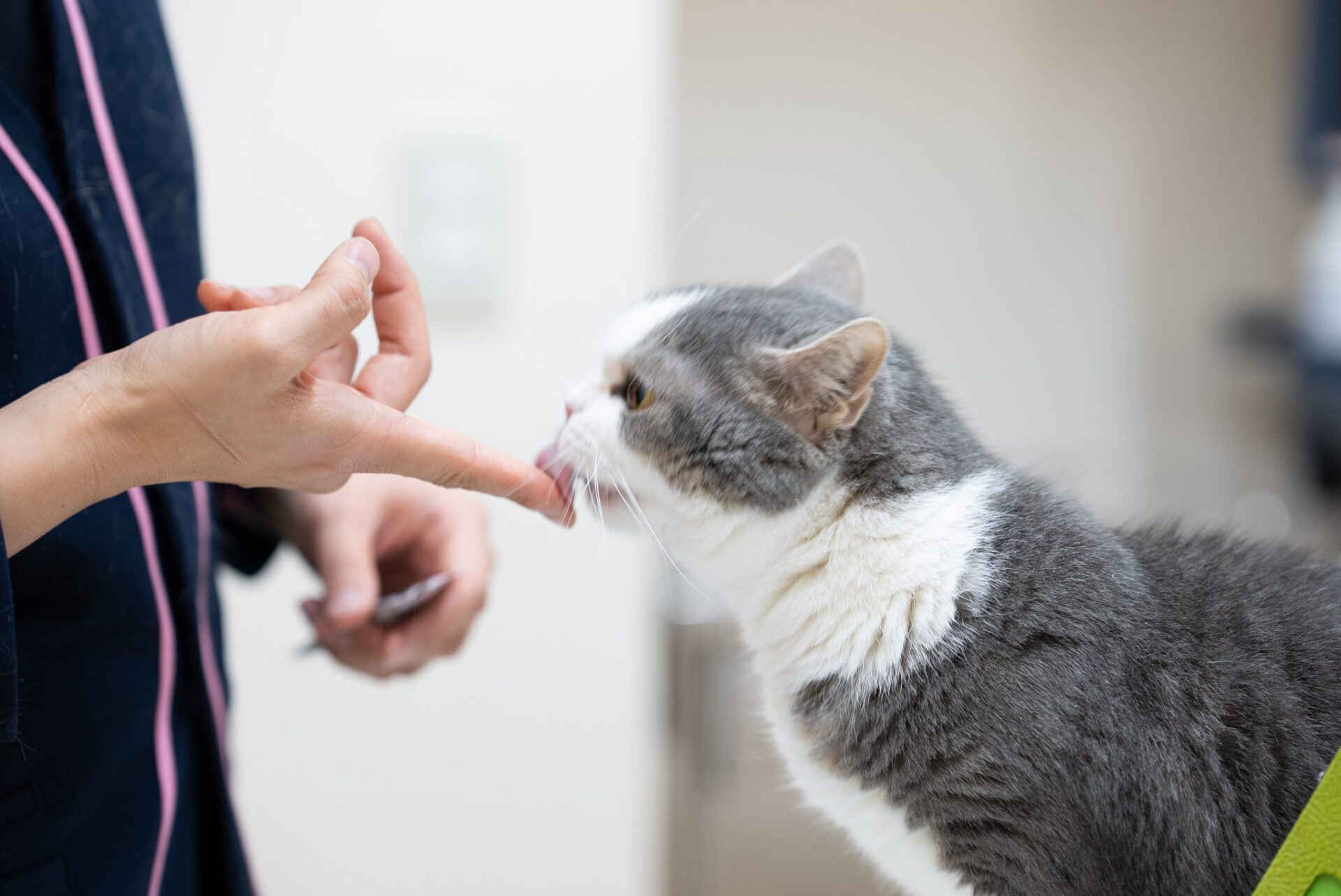 あかつき動物病院