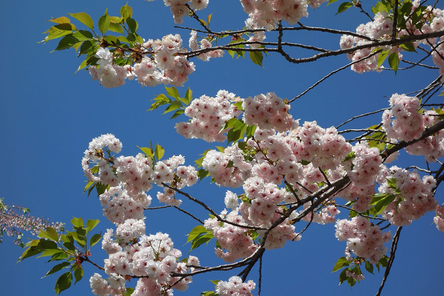 今年も楽しみ桜の話