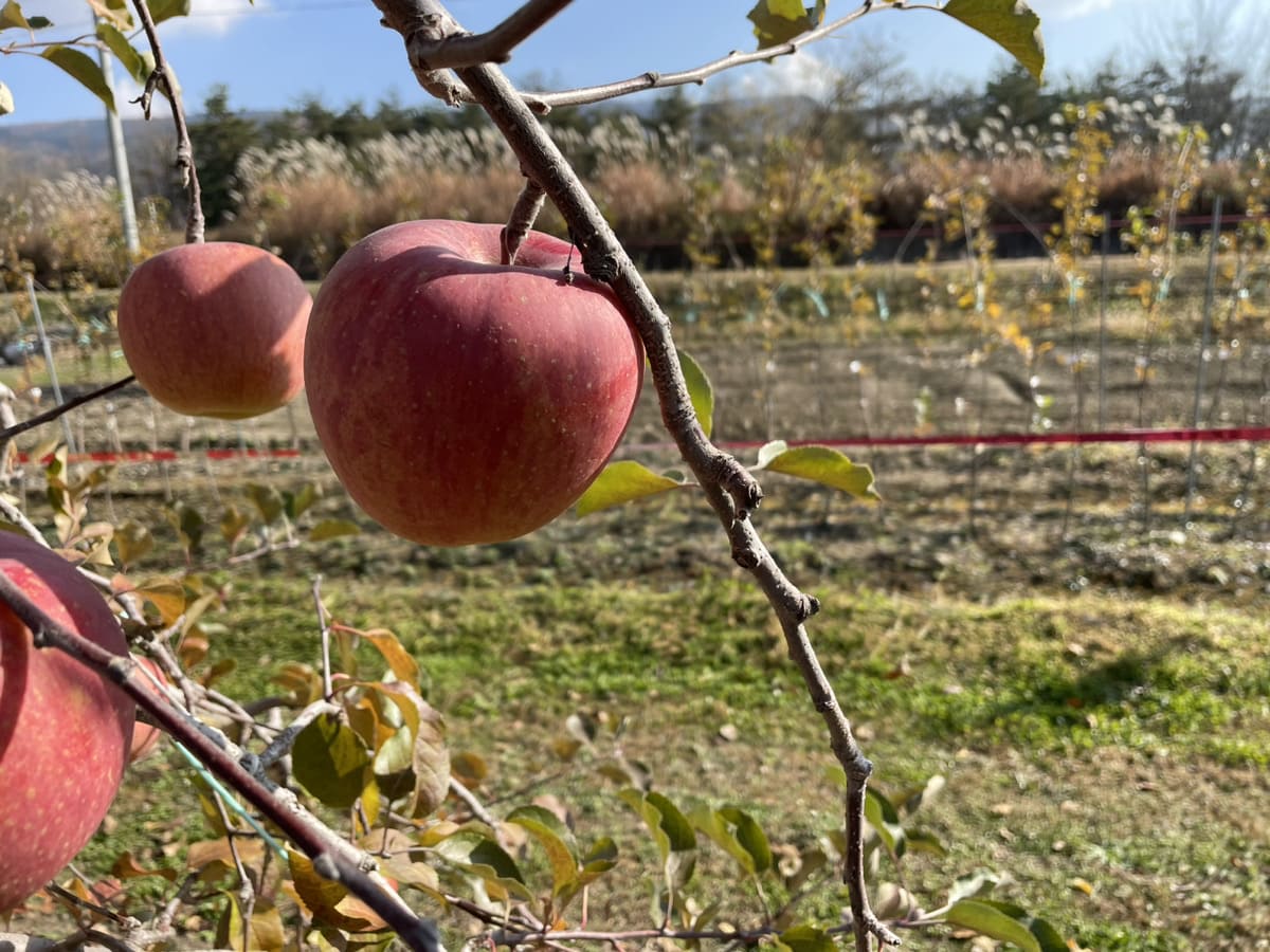 リンゴの収穫体験に行ってきました