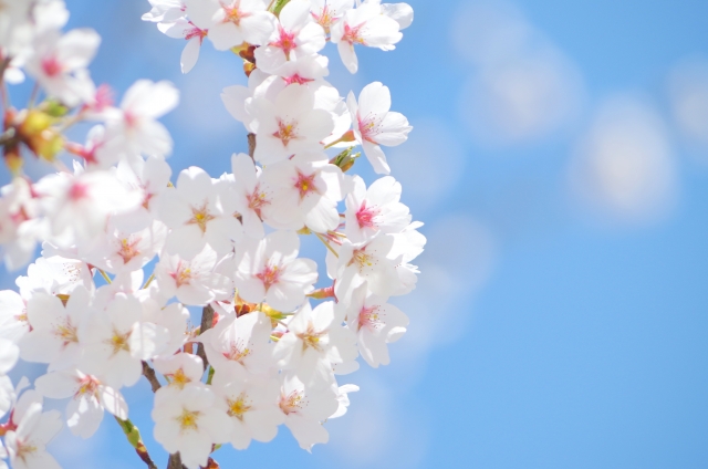 春はすぐそこ　長野県お花見情報