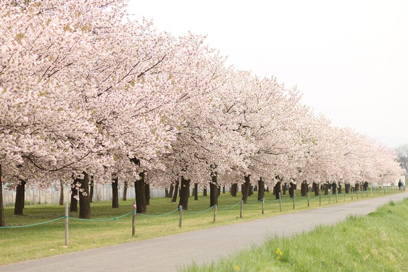 小布施の八重桜