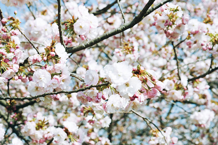 スマホに入っていた10年分の桜写真を載せてみる