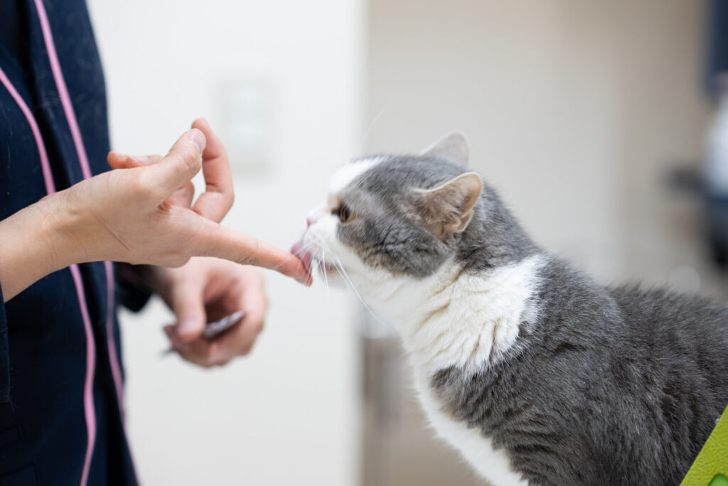 あかつき動物病院