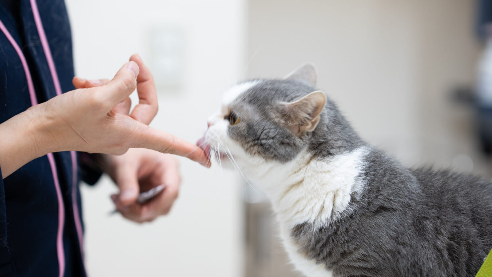 あかつき動物病院