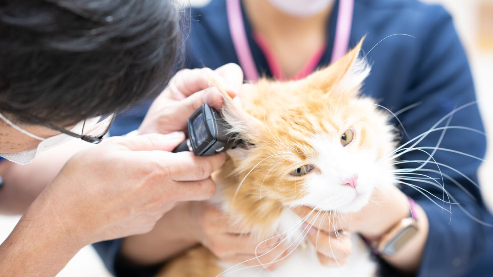 あかつき動物病院
