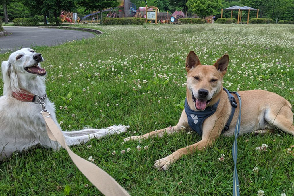 軽井沢犬のほいくえんVita