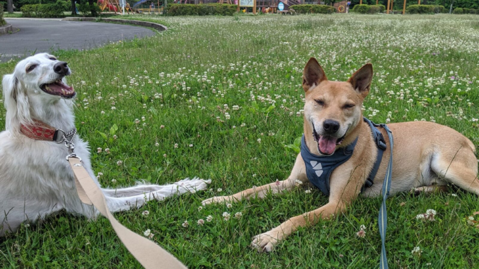 軽井沢犬のほいくえんVita